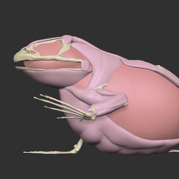 Frog Écorché Sculpt
